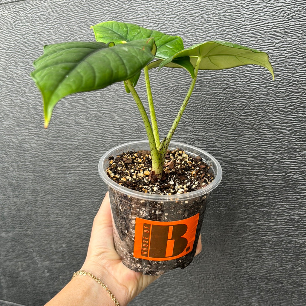 Alocasia Reginae Silver Green