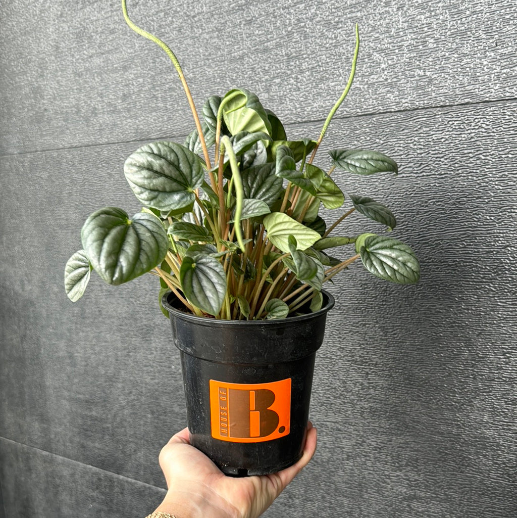 Peperomia Frost